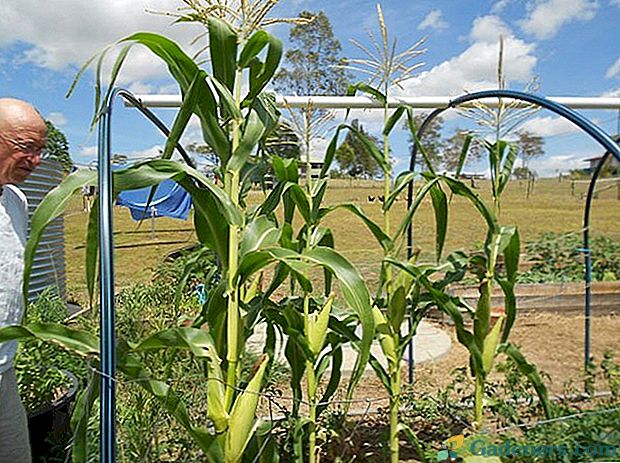 Kukurūzas augšanas iezīmes