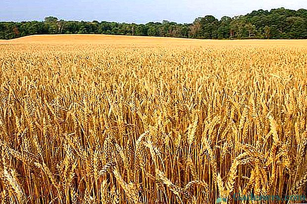 Характеристики на отглеждането на зимна пшеница