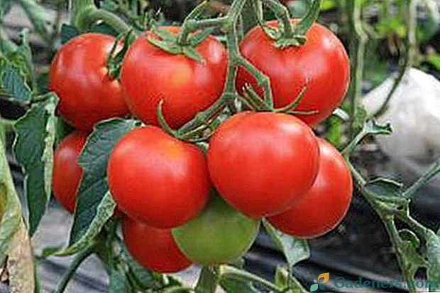 Zvláštnosti pěstování rajčat