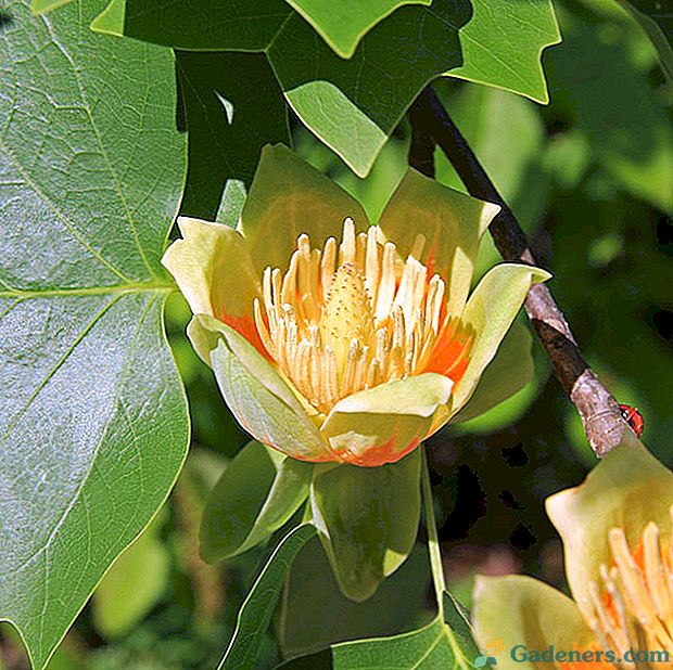 Tulpių medžio auginimo savybės namuose