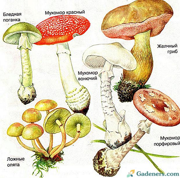Пажљиво, отровне печурке: избор познатих врста