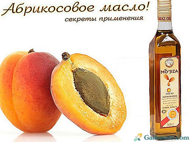 Atrask gydomąjį abrikosų aliejų