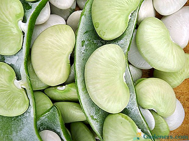 Odličen prehranski izdelek in obetaven rastlinski pridelek - lima fižol