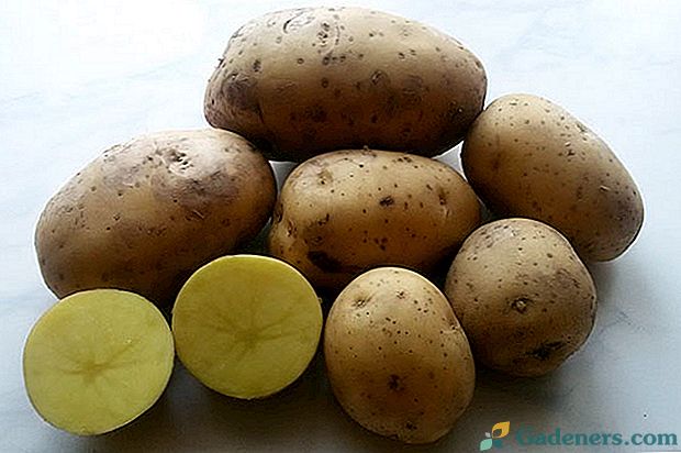 Puikios veislės Vidurio Rusijos bulvių bulvėms