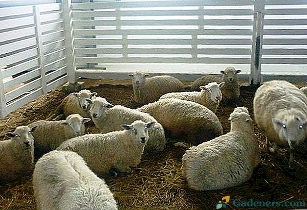 Chov oviec ako podnik pre začínajúceho farmára