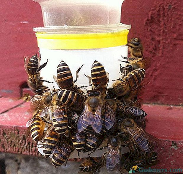 Včelári, ktorí pomáhajú piť včely z Číny