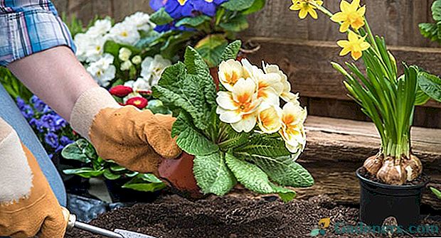 Daudzgadīgo ziedu pārstādīšana dārza gabalos