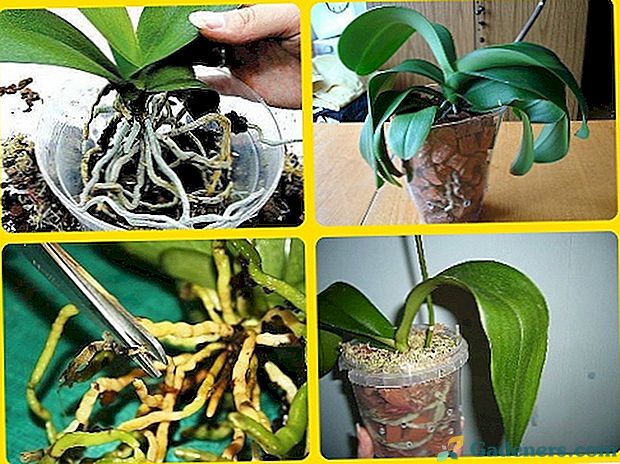 Orchidų transplantacija: kaip tai padaryti teisingai