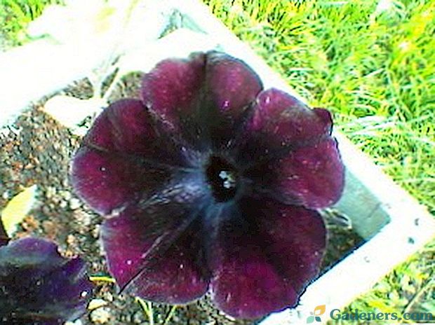 Blackberry Petunia Sophistry - radikāli dramatiska krāsa