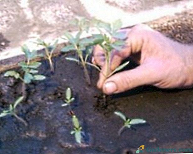 Niršanas dārzeņu stādi, metodes un ieguvumi