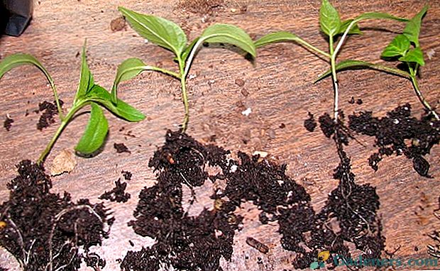 Biljka papra sadnica: kada, gdje i kako ispravno
