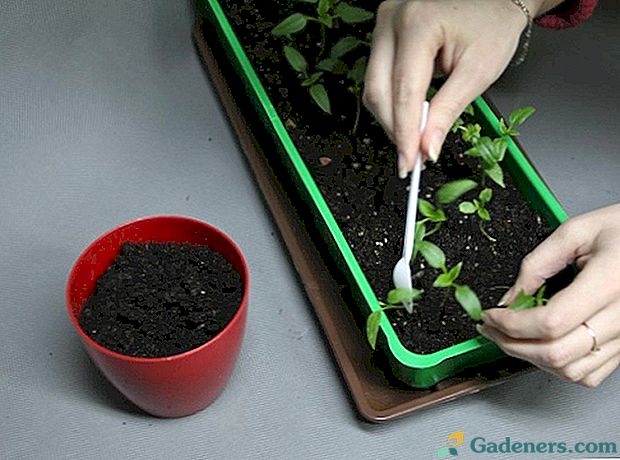 Ponořte semenáčky pepře: jak to udělat správně