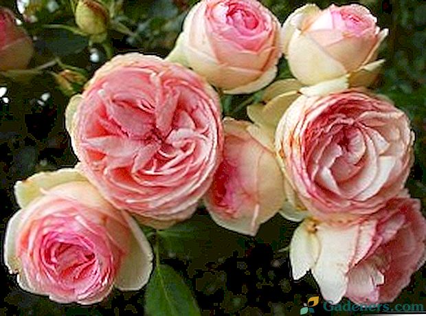 Pyonų rožės - kvepiantis malonumas