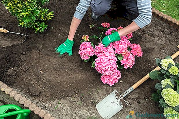 Savā dārzā sulīgs ziedošs hortenzions: izvēlieties izkraušanas laiku un vietu