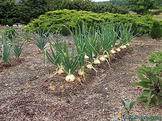 Planavimo sodinimas: agurkai po kopūstų - 