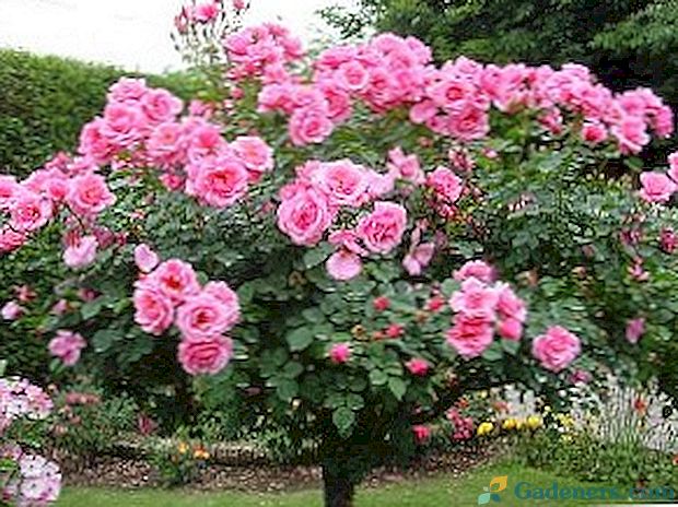 Laipiojimo rožės - augalų priežiūra ir sodinimas