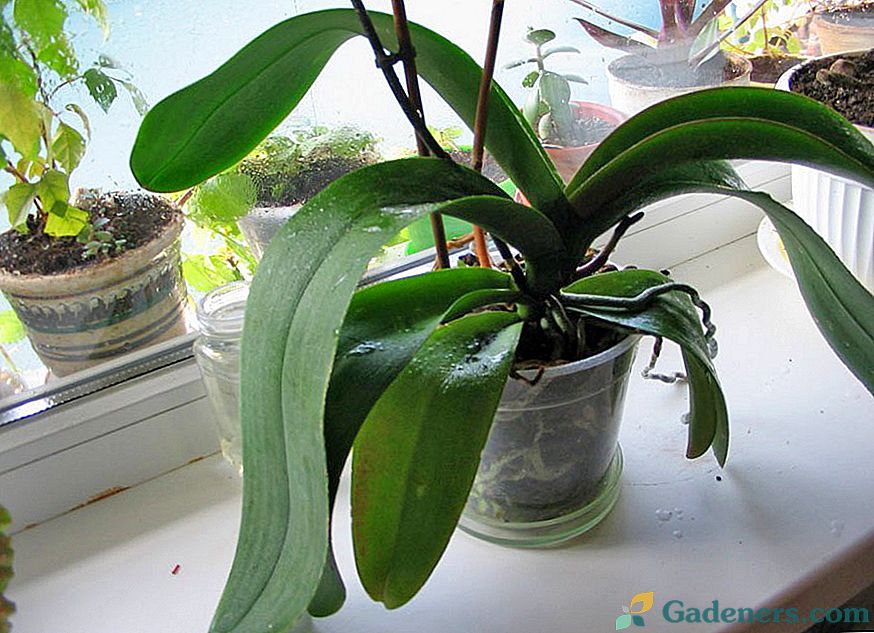 Kodėl naminių orchidėjų nebėra žydėti?