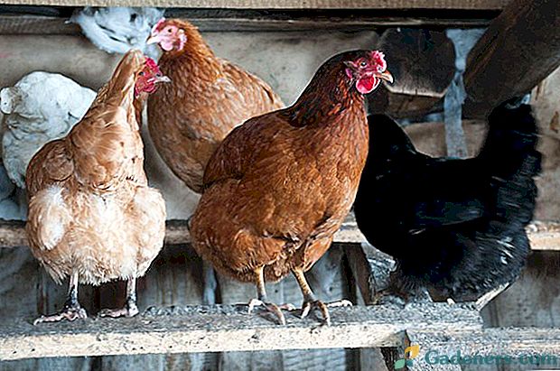 Защо не пилета кокошки носачки, какво да правят, какво да се хранят?