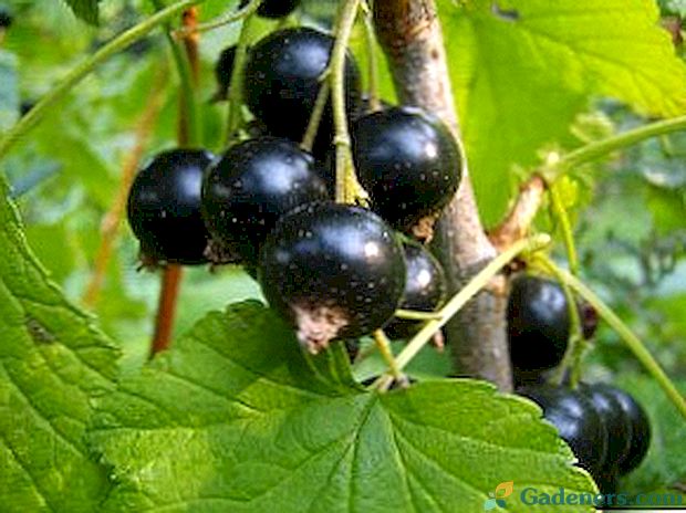 Prečo čierne ríbezle neprinášajú ovocie - z niekoľkých dôvodov