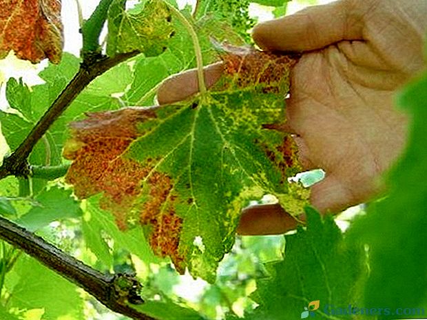 Dlaczego liście winogron są suche?