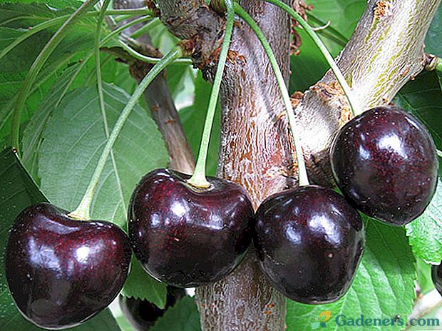 Proč jsou třešně černé odrůdy Leningradskaya tak populární?