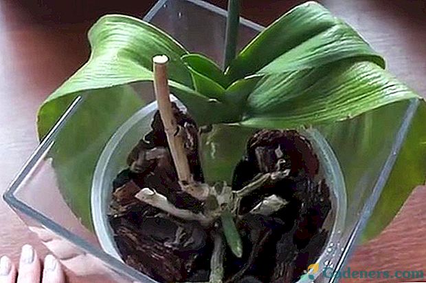 Защо орхидеите ви имат леки листа? Търсим отговори