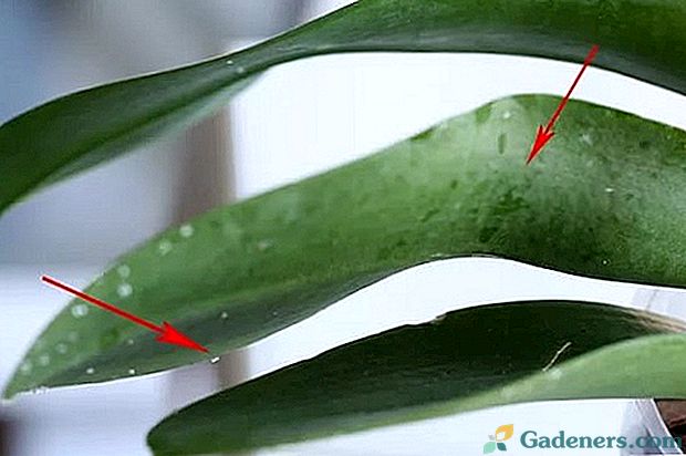 Блањем листова на драцаени и лепљивом премазу на орхидејама: узрок проблема и његово решење