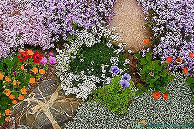 Zemlja pokriti biljke - Vaša ljetna kuća oživljavanje