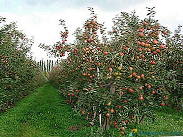 Maskavas apgabala vasaras iedzīvotāju šķirņu kolonnu ābolu šķirnes