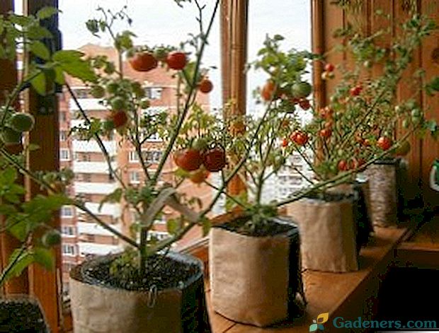 Podrobné pokyny pro pěstování rajčat na okenních parapetách v zimě a v létě