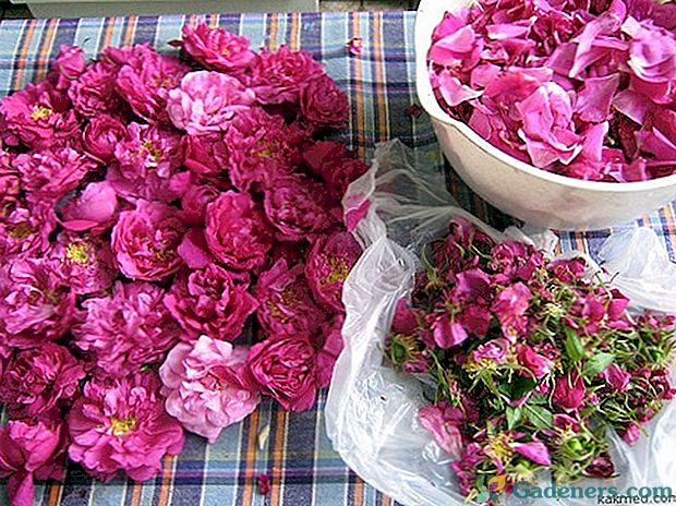 Řekni mi, jak používat petale z růží doma