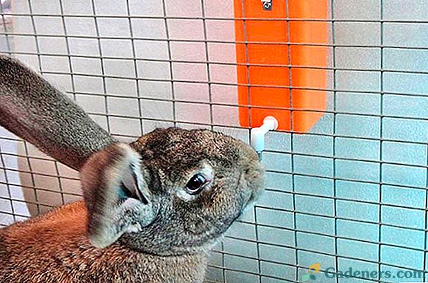 Napájacie misy pre králikov z rôznych materiálov robia vlastné ruky