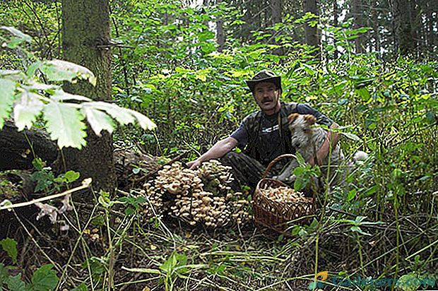 Корисне информације за почетнике избора гљива на правилима за сакупљање печурака
