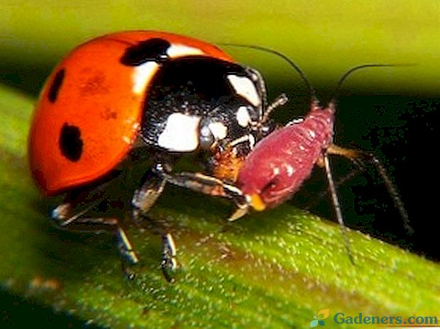 Užitočný hmyz na záhrade a záhrade - prirodzenú záchranu vášho webu