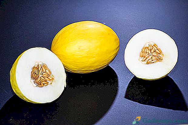 Uporabne lastnosti melone in kontraindikacije za njegovo uporabo