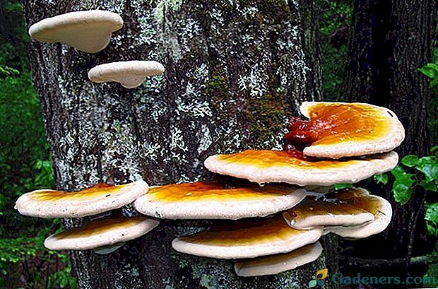 Корисні властивості гриба рейши і способи його застосування