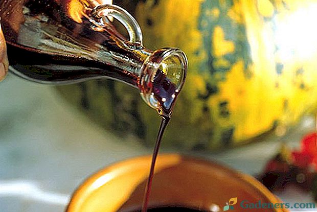 Užitečné vlastnosti a kontraindikace použití dýňového oleje