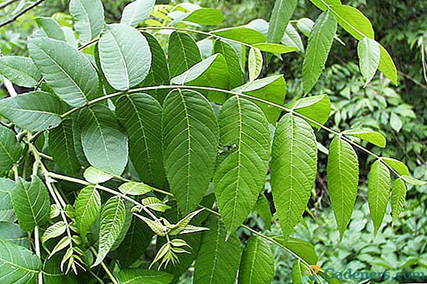 Koristne lastnosti listov orehov in morebitne kontraindikacije