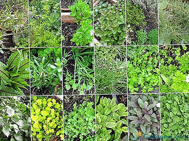 Užitočné byliny v záhrade - voňavé, chutné a zdravé