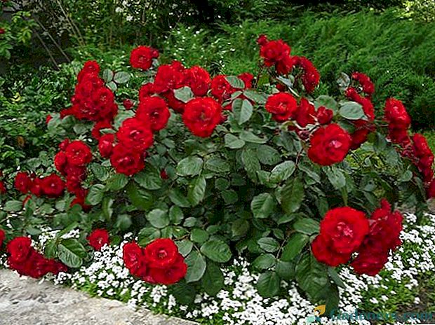 Поліантових троянди з насіння - посадка і догляд