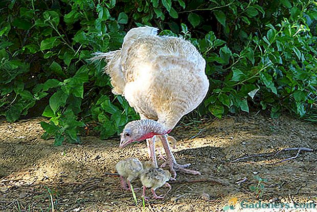 Потпуно храњење турских пилића од првог дана је кључ успеха
