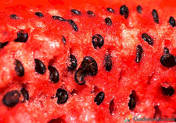 Prednosti in škode semena lubenic za naše zdravje