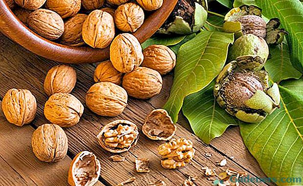 Výhody a poškodenie tela pri konzumácii vlašských orechov