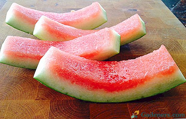 Prednosti i štete od uporabe lubenica peels