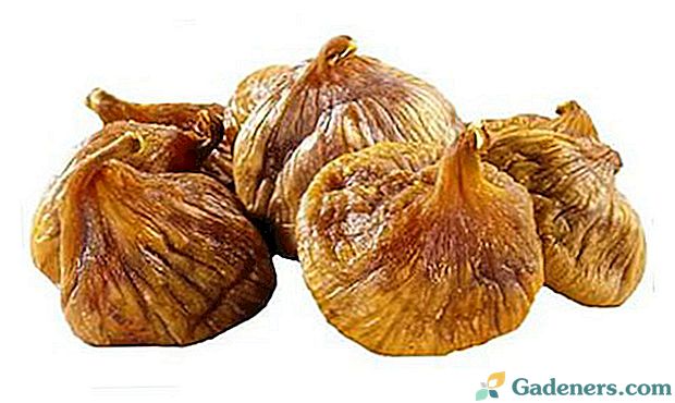Koristi in škoduje prehrani posušenih fig