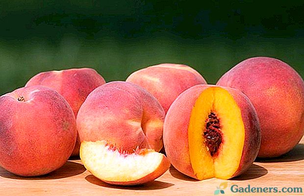 Користь і шкода персиків для здоров'я