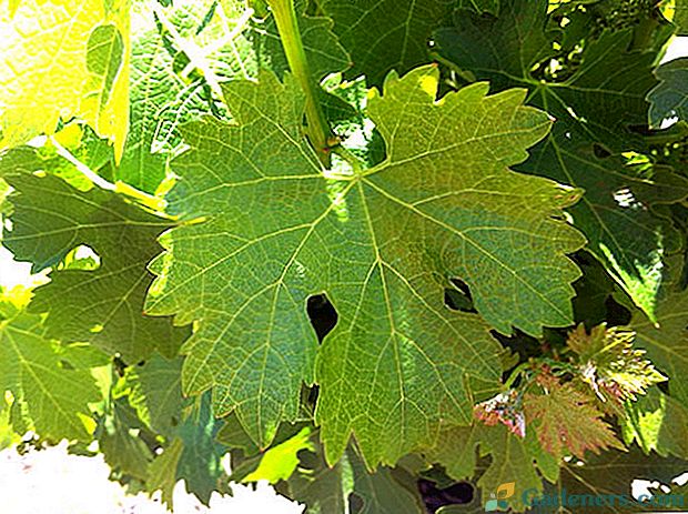 Vynuogių lapų nauda ir žala mūsų kūnui
