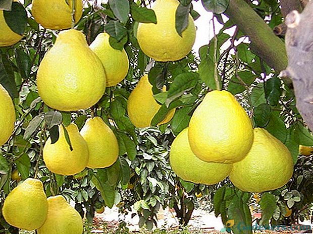 Pomelo - tajanstveni citrusi na našem području: kako izgleda i kako raste