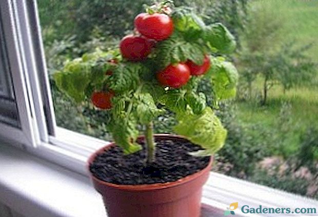 Ķiršu tomāti - mājās, kas audzēta uz palodzes