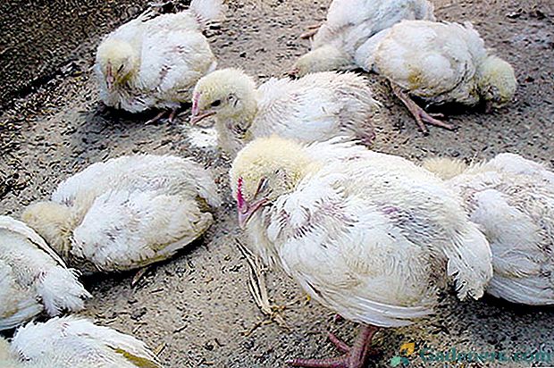 Piščančja driska v broilerju: zdravljenje in preprečevanje